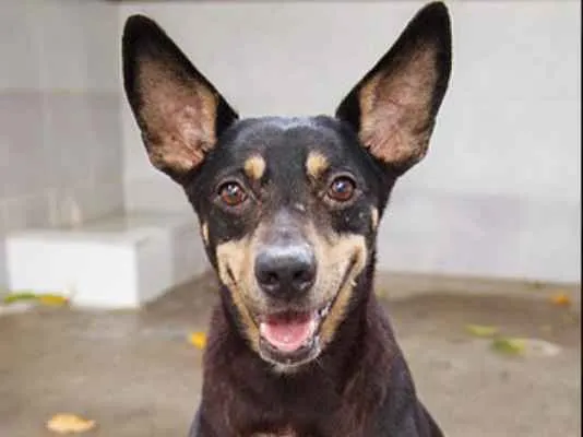 Cachorro ra a SRD idade 5 anos nome Temaki