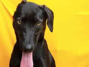 Cachorro raça SRD idade 5 anos nome Lírica