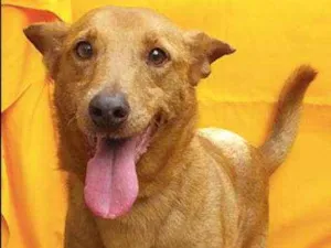 Cachorro raça SRD idade 4 anos nome Xico Russo