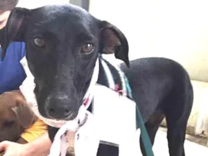 Cachorro raça SRD idade 2 anos nome Jamila