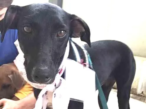 Cachorro ra a SRD idade 2 anos nome Jamila