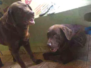 Cachorro raça Labrador marrom idade 6 ou mais anos nome Thor