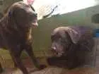 Cachorro raça Labrador marrom idade 6 ou mais anos nome Thor