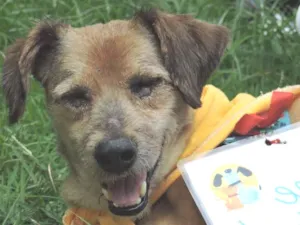Cachorro raça SRD idade 6 ou mais anos nome Alfredinho