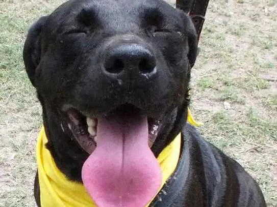 Cachorro ra a SRD idade 6 ou mais anos nome Pantera