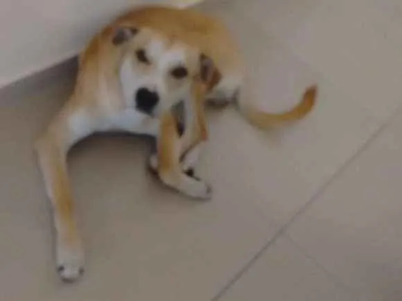 Cachorro ra a Vira idade 1 ano nome Killer