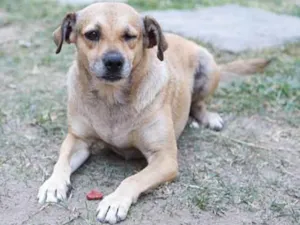 Cachorro raça SRD idade 5 anos nome Pirata