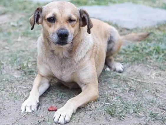 Cachorro ra a SRD idade 5 anos nome Pirata