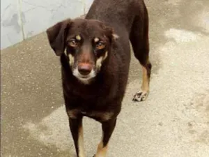Cachorro raça SRD idade  nome Domitila