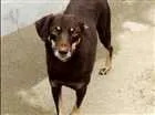 Cachorro raça SRD idade  nome Domitila