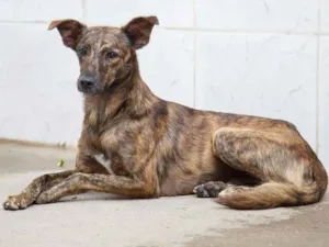 Cachorro raça SRD idade 2 anos nome Foxy