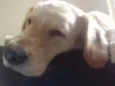 Fiona