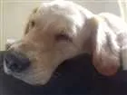 Cachorro raça Golden Retriever idade 4 anos nome Fiona