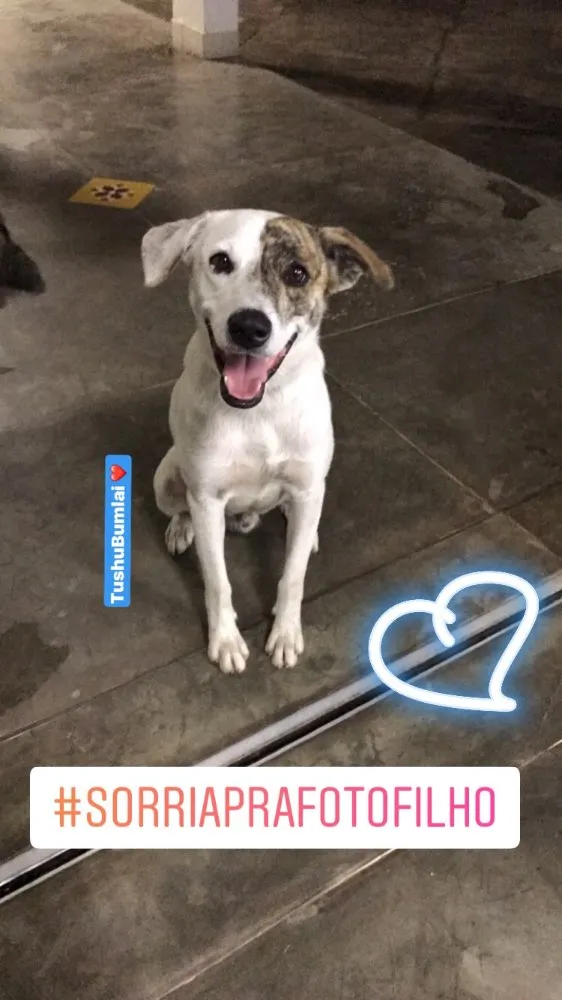 Cachorro raça Indefinida idade 1 ano nome Tushu