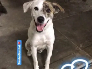 Cachorro raça Indefinida idade 1 ano nome Tushu