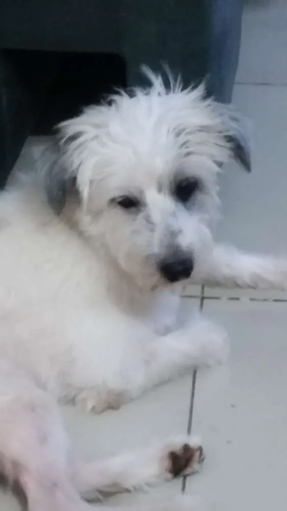 Cachorro ra a Misturado   idade 3 anos nome Apolo