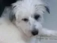 Apolo