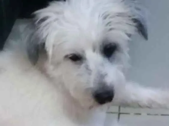 Cachorro ra a Misturado   idade 3 anos nome Apolo