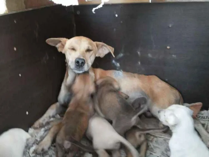 Cachorro ra a Viralata idade  nome Cinderela