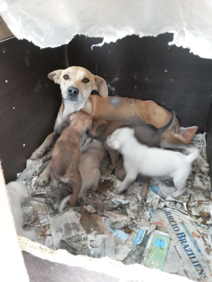 Cachorro ra a Viralata idade  nome Cinderela