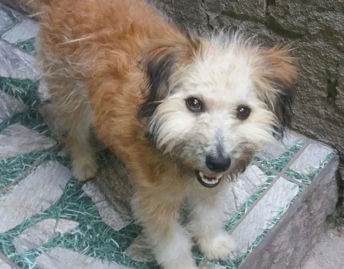 Cachorro raça Vira Lata idade 7 a 11 meses nome Bolota