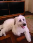 Apolo