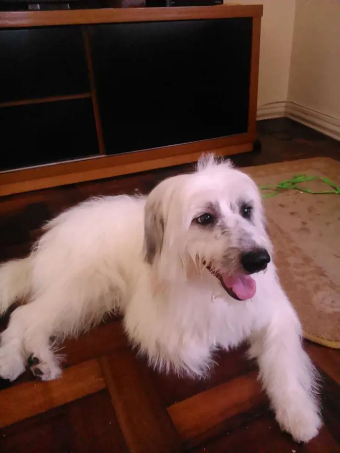 Cachorro ra a Misturado   idade 3 anos nome Apolo