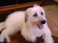 Apolo