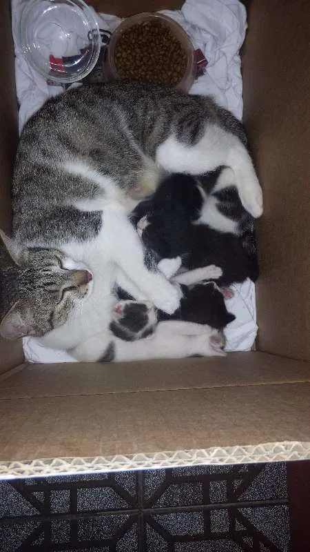 Gato ra a indefinida idade 2 anos nome sem nome