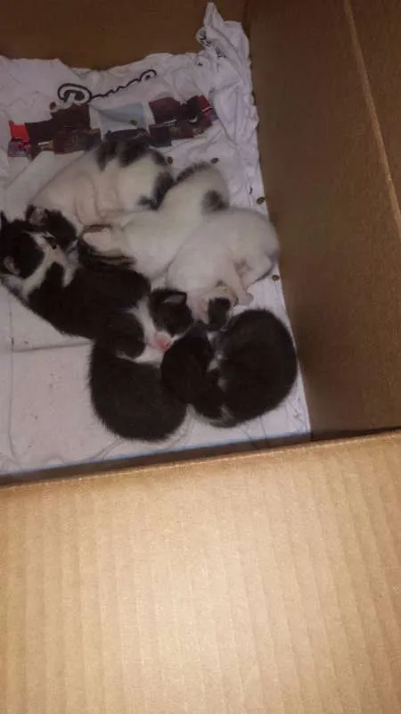 Gato ra a indefinida idade 2 anos nome sem nome