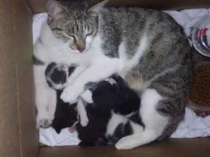 Gato raça indefinida idade 2 anos nome sem nome