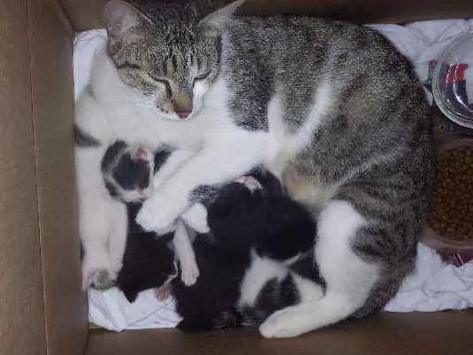 Gato ra a indefinida idade 2 anos nome sem nome
