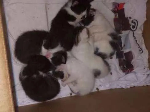 Gato ra a indefinida idade 2 anos nome sem nome