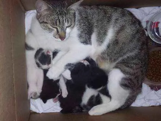 Gato ra a indefinida idade 2 anos nome sem nome