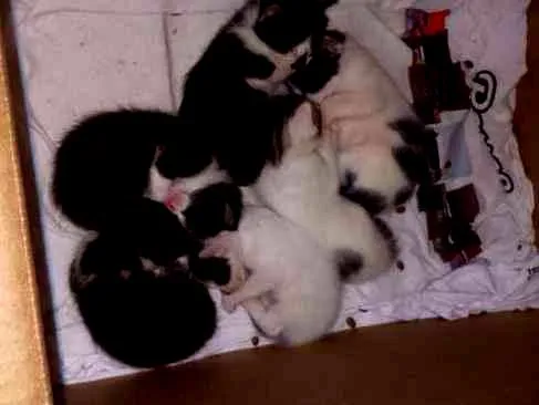 Gato ra a indefinida idade 2 anos nome sem nome