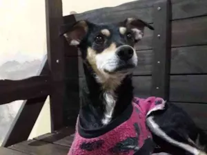 Cachorro raça Vira lata  idade 1 ano nome Lena