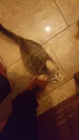 Felis 