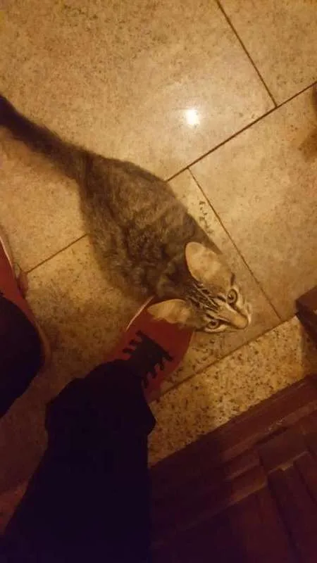 Gato ra a  idade 2 a 6 meses nome Felis 