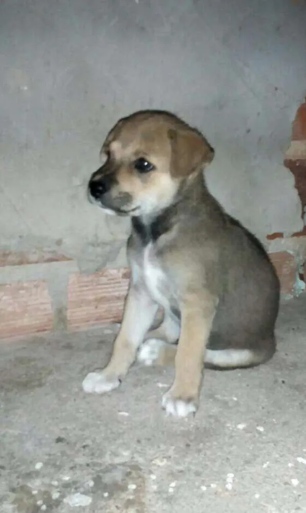 Cachorro raça Vira lata idade 2 a 6 meses nome Sem nome