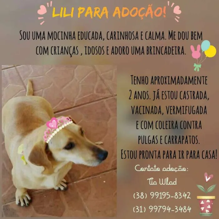 Cachorro raça SRD idade 2 anos nome Lili