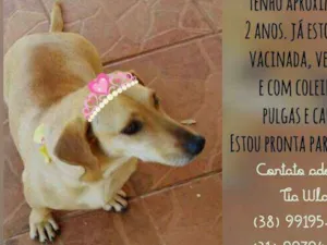 Cachorro raça SRD idade 2 anos nome Lili