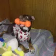 Nina