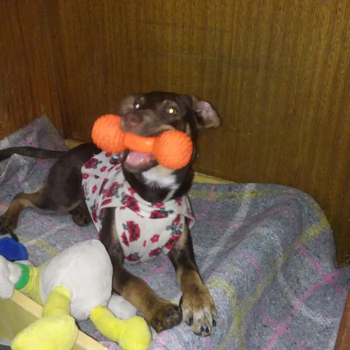 Cachorro ra a Srd idade 7 a 11 meses nome Nina