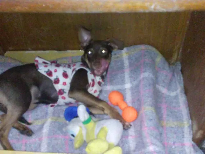 Cachorro ra a Srd idade 7 a 11 meses nome Nina