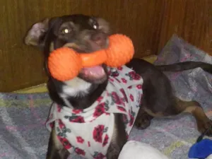 Cachorro raça Srd idade 7 a 11 meses nome Nina