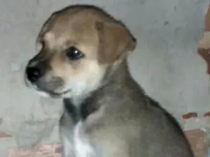 Cachorro raça Vira lata idade 2 a 6 meses nome Sem nome