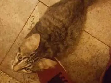 Gato ra a  idade 2 a 6 meses nome Felis 
