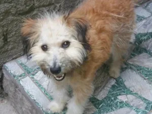 Cachorro raça Vira Lata idade 7 a 11 meses nome Bolota