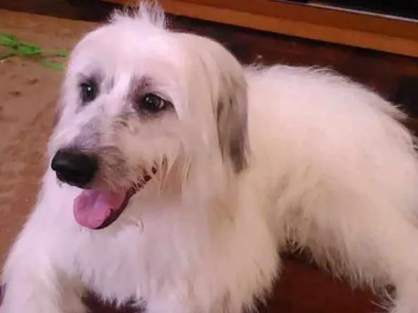 Cachorro ra a Misturado   idade 3 anos nome Apolo