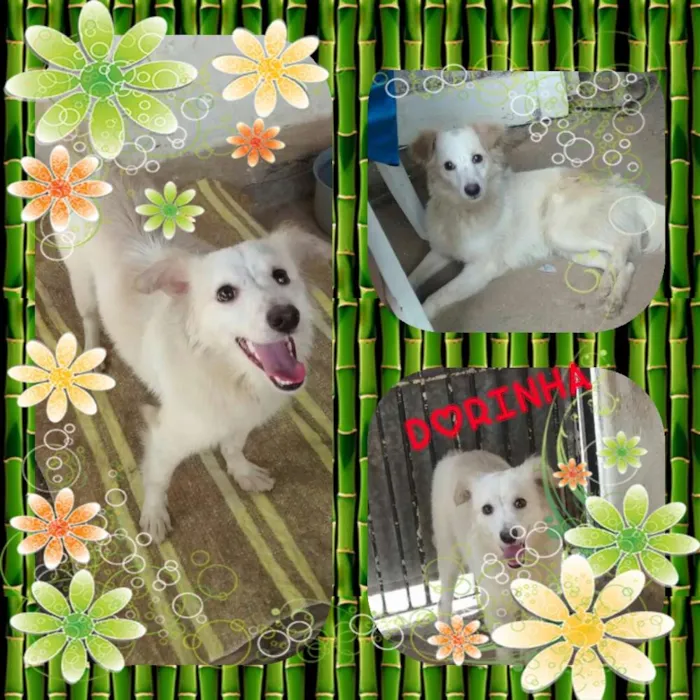 Cachorro ra a Srd  idade 7 a 11 meses nome Dorinha 